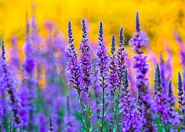 《守望先锋：归来》只肝不氪 需用5年才能解锁雾子全饰品